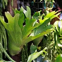 Staghorn Fern Mounting Basics