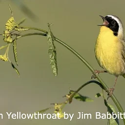 Whelan Lake Bird Sanctuary