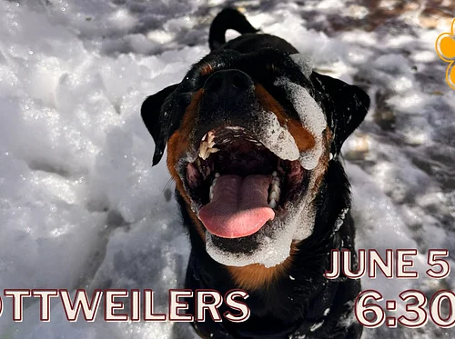 Rottweiler Meet Up