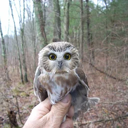 Nighttime Saw-Whet Owl Demonstration with Larry Fischer