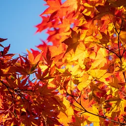 The Art of Fall Foliage - Adults - October 18