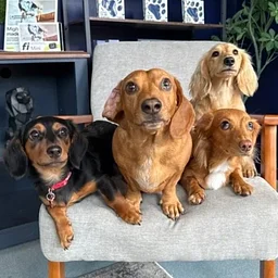 Dachshund Meet Up