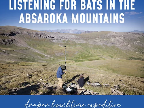 Lunchtime Exhibition—From Montane Forest to Alpine Tundra: Listening for Bats in the Absaroka Mountains