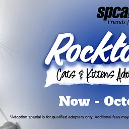 ROCKTOBER Cats & Kittens Adoption Special