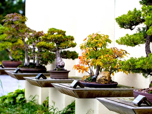 The Art of Bonsai