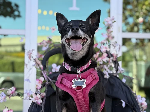 SAVE THE DATE: Hula's 3rd Annual Chihuahua Palooza! 🥳