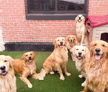Golden Retriever Meet Up