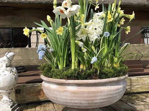 Spring Bulb Arranging with Longfield Farm