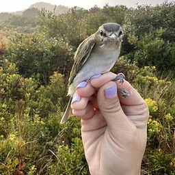 Bird Banding