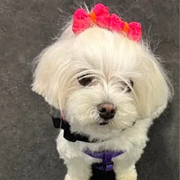 Read to a Dog with Ellie (Plymouth)