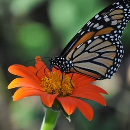 Gardening for Butterflies & The Importance of Monarch Waystations