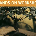 Bonsai for Beginners Part 1