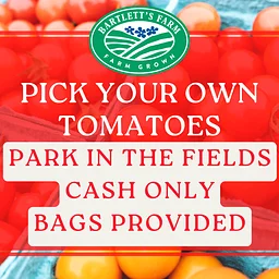 PYO Tomatoes