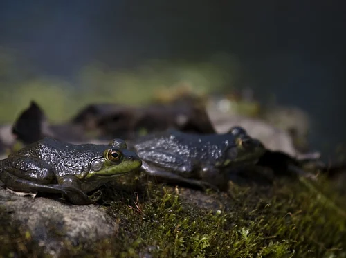 Flippin’ Logs, Lookin’ for Frogs (& Bugs!)