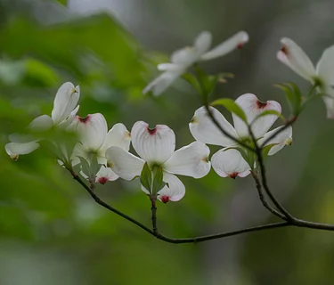 Early Spring Tree ID