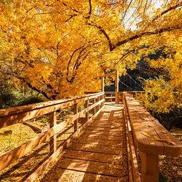 Family Workshop: Fall Color Fun