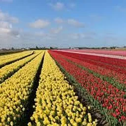 Holland Tulip Festival
