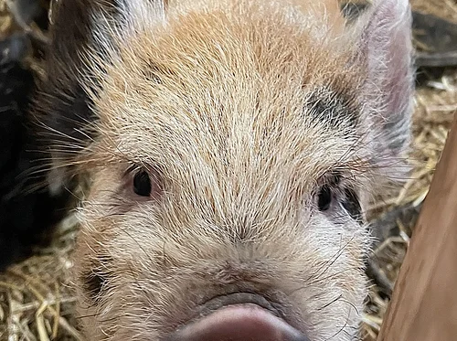 After School: Heckscher Farmers Spring Afterschool (Wednesdays)-FULL