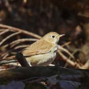 Evening Bird Walk (August 27)