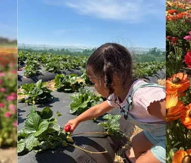 Strawberry & Flower Spring Festival