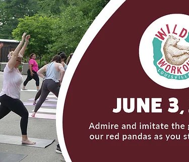 Wild Workout: Pilates (Red Panda)