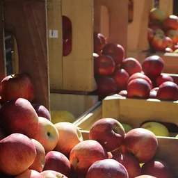 Apple Fest