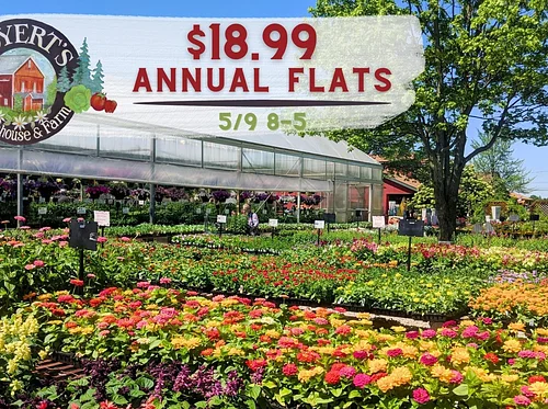 Annual Flowering Flats Sale