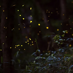 Bug & Bat Night at Morningside Park
