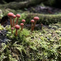 Forest and Fungi Ecology Walk