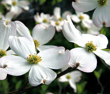 Earth Day Tree Giveaway