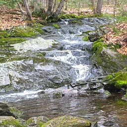 Uncover the Hidden Critters of Silver Brook