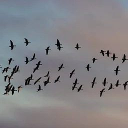 Bird Migration