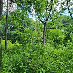 Frick Park Stewardship Days