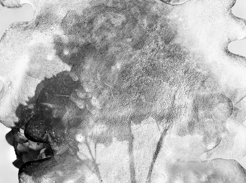 Online Artist Talk | The Pause Between Seeing and Knowing