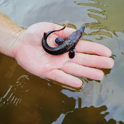 Lunch with the Critters