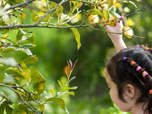 Plant Needs: Fun in the Sun · August Seeds to Sprouts
