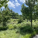Landscapes in Dialogue: A Historical Ecology Walk at Green-Wood 