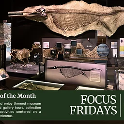 Focus Fridays