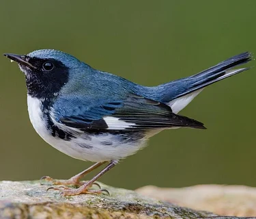 Fairchild Tropical Botanic Garden Birding