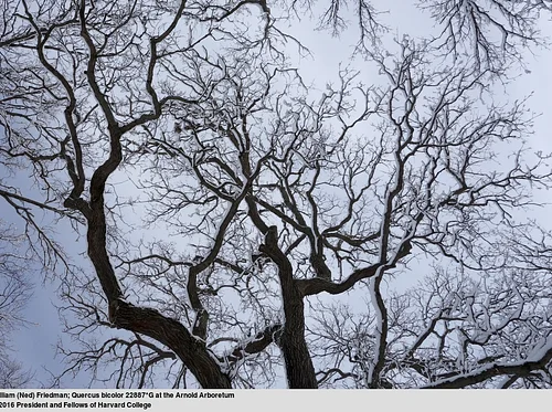 The Architecture of Trees