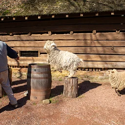 Greet the Sheep and Goats