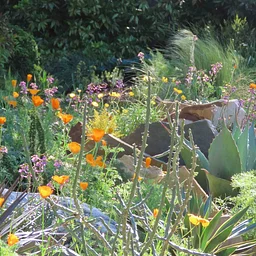 Botany Spotlight: Amazing Plant Adaptations to Terrestrial Environments