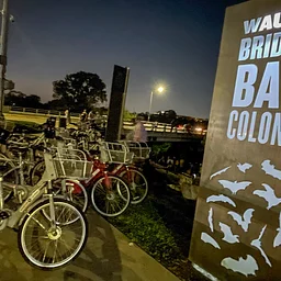 Bikes & Bats