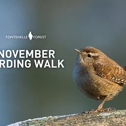 November Birding Walk