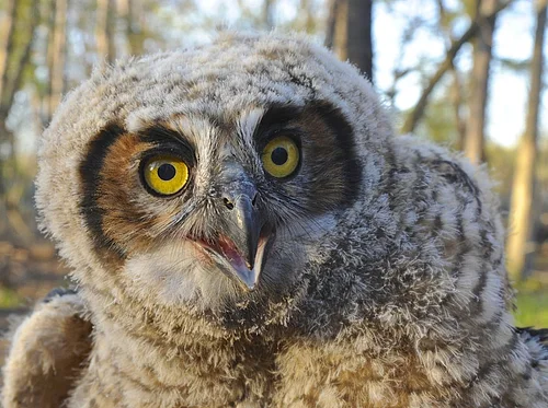 Owl Pellet Dissection