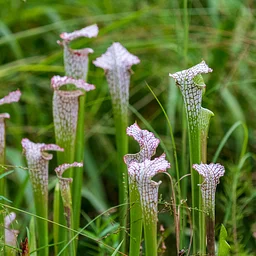 Botany Spotlight: Meet the Meat Eaters—Carnivorous Plants