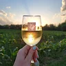 Valley Vineyards