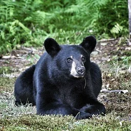 All About Bears Webinar