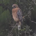 Birding with Barbara