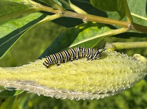 Bugging Out!